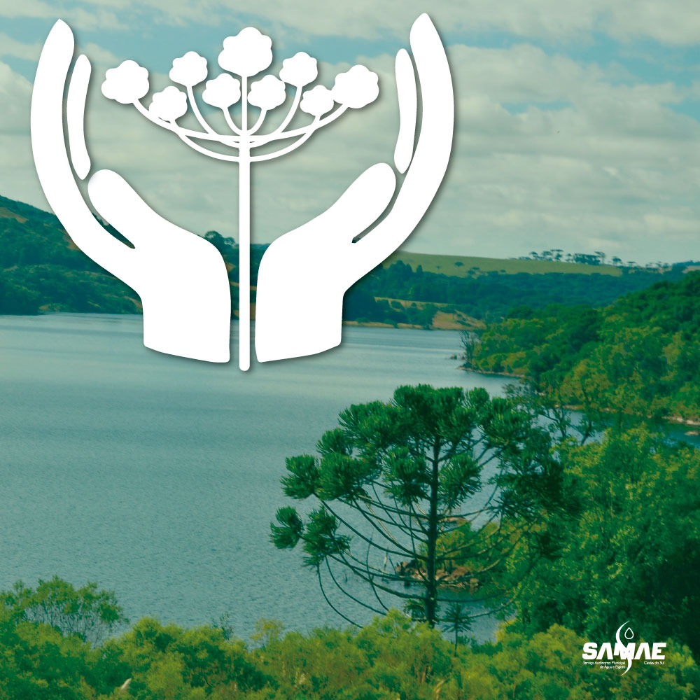 Coleta de pinhão é proibida nas barragens de Caxias do Sul